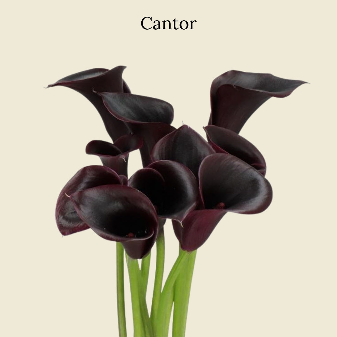 Cantor Calla Lilies from Floral Post current season flower subscription
