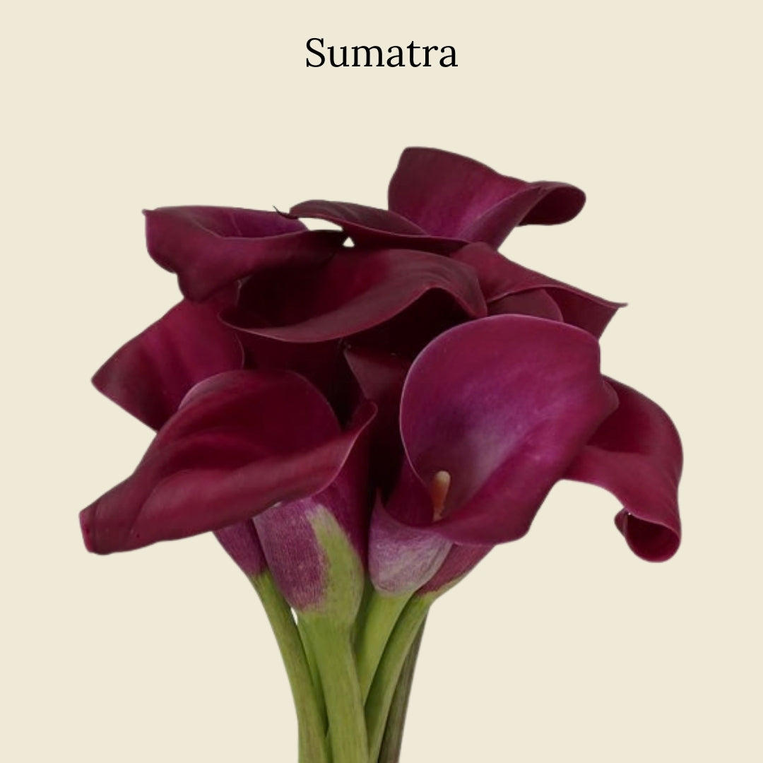 Sumatra Calla Lilies from Floral Post current season flower subscription