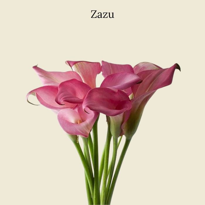 Zazu