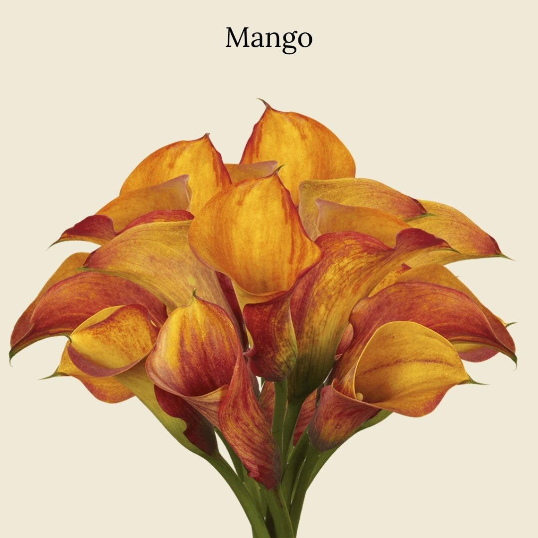 Mango Calla Lilies from Floral Post current season flower subscription