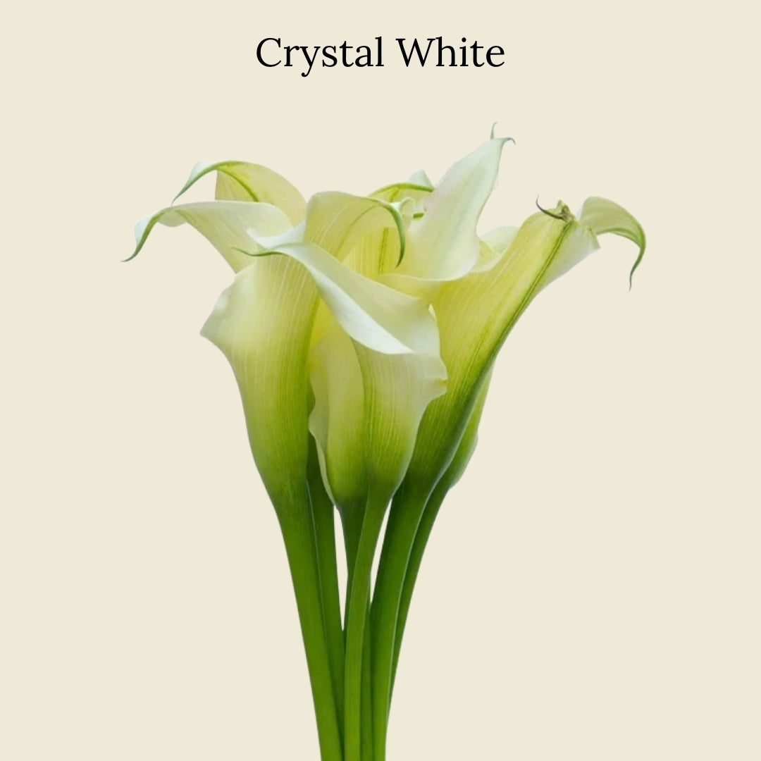 Crystal White Calla Lilies from Floral Post current season flower subscription